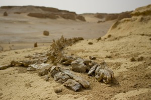 Fossilized_whale_remains_at_Wadi_Al-hitan